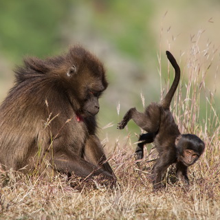 Hudad - Gelada baboon with baby